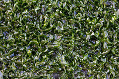 Prasiola meridionalis