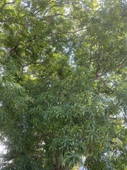 Mangifera indica