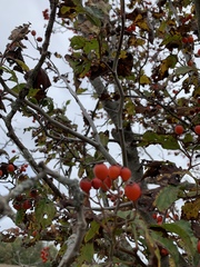 Crataegus calpodendron