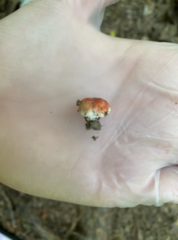 Russula rubescens