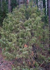 Juniperus communis