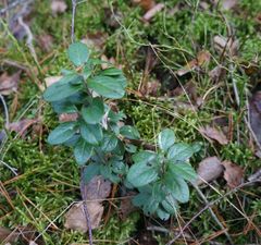 Vaccinium vitis-idaea