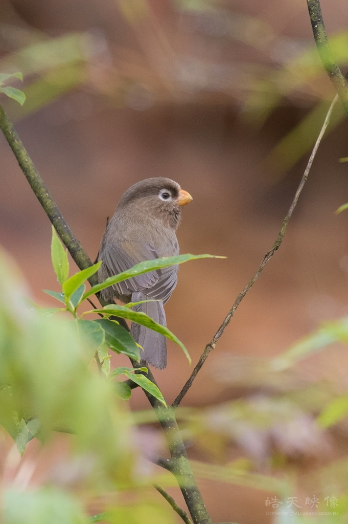 Three-toed Parrotbill photo