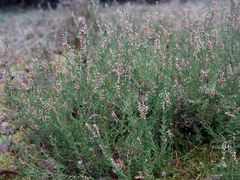 Calluna vulgaris