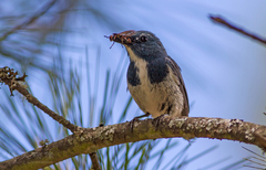 Ficedula superciliaris
