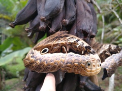Caligo beltrao
