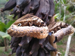 Caligo beltrao