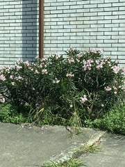 Nerium oleander