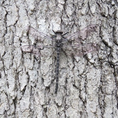 Tachopteryx thoreyi