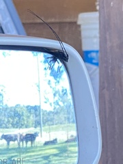 Tragidion coquus