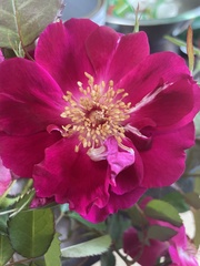 Rosa × kordesii