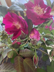 Rosa × kordesii