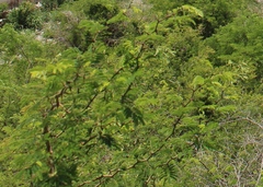 Vachellia campechiana