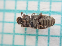 Nitidula carnaria