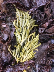 Pelvetiopsis limitata
