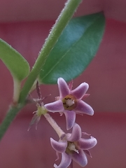 Astephanus triflorus