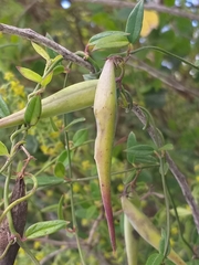 Astephanus triflorus