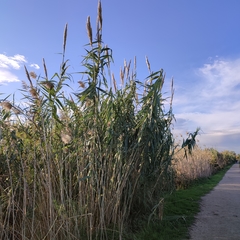 Arundo donax