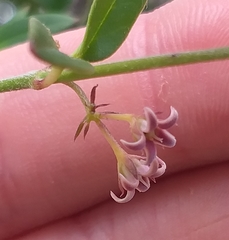 Astephanus triflorus