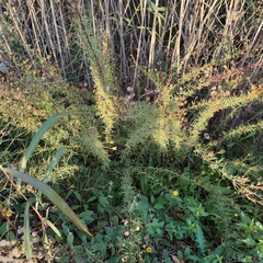 Limbarda crithmoides