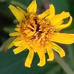 Limbarda crithmoides