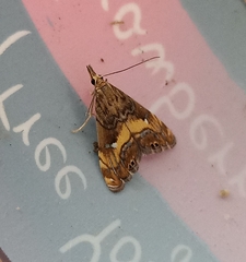 Glaucocharis chrysochyta