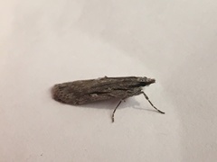 Scoparia indistinctalis