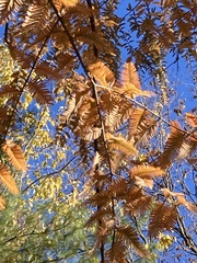 Metasequoia