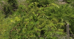 Vachellia campechiana