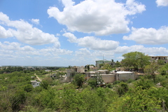 Vachellia campechiana