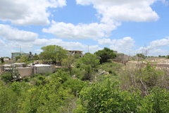 Vachellia campechiana
