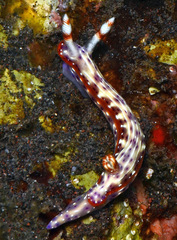 Hypselodoris maculosa
