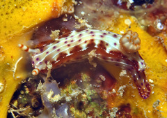 Hypselodoris maculosa