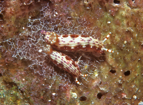 Spotted Hypselodoris