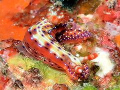 Hypselodoris maculosa