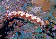 Hypselodoris maculosa