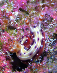Hypselodoris maculosa