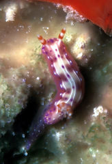 Hypselodoris maculosa
