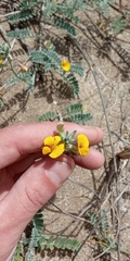 Adesmia incana