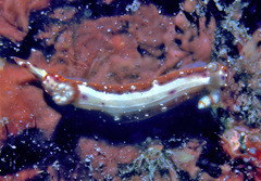 Hypselodoris maculosa