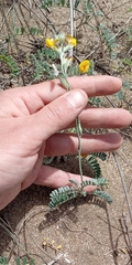 Adesmia incana