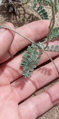 Adesmia incana