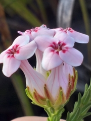 Erica ampullacea