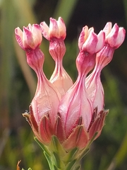 Erica ampullacea