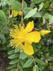 Hypericum × moserianum