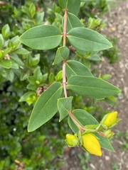 Hypericum × moserianum