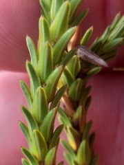 Erica ampullacea
