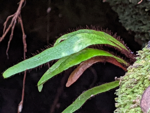 Image of Oreogrammitis hookeri by (c) David Anderson, some rights reserved (CC BY)