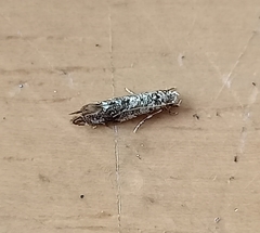 Eschatotypa derogatella