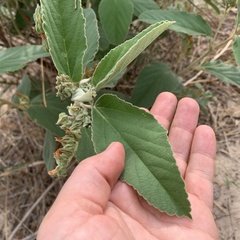 Melhania acuminata var. acuminata image